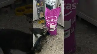 Большая упаковка для большой кошачьей семьи #🐱 #cat #кошки #youtubeshorts