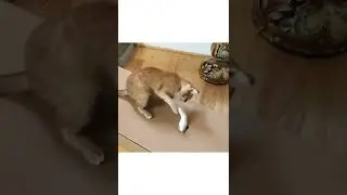 Funny Cat||Cat Playing #Shorts