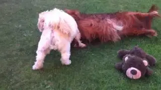 Max und Skipper