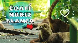 Me encontré con mi animal favorito (Coatí nariz blanca) ♡