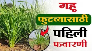गहू पिकासाठी पहिली फवारणी कोणती करावी | gheu pik pahili favarni | गहू फुटवा होण्यासाठी उपाय