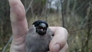 Bird catching