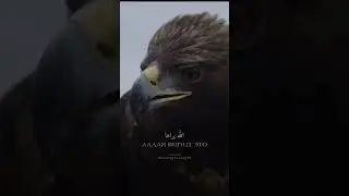 ТЫ СТАРАЕШЬСЯ.... АЛЛАХ ВИДИТ ЭТО.... ЭТОГО ДОСТАТОЧНО!