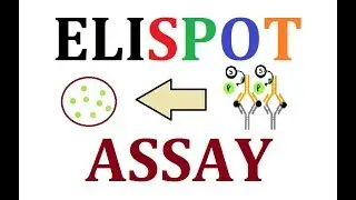 ELISPOT Assay