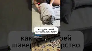 ТОП 5 способов дать кошке лекарство 💊