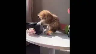 baby kucing ku menghambur tissu sambil nonton tom dan jerry#shorts #kucinglucu