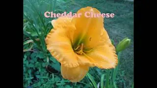 My Colorado Daylily Garden 2019