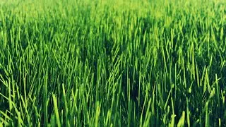 🌿 Green Grass || VJ Loops Visuals