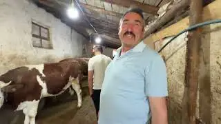 CAME TO BUY A BULL