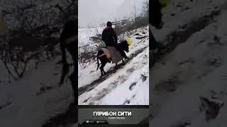 ТУЙ МУБОРА! - 2021