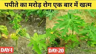 पपीते का मुरोडिया रोग होगा दूर | How To Take Care Of Papaya Plant | Home Garden
