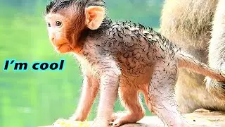 I'M COOL ..!! BABY MONKEY SHAKING COOL WITH FEELING HUNGRY
