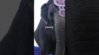 The Elephant Circus - A Lesson in Self-Belief