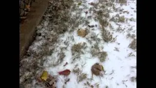 Snow day in Texas