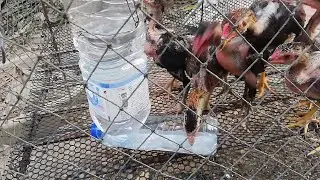 How to make plastic bottles  Chicken water tank
