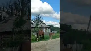 #кони