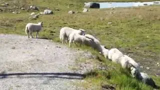 Norwegian sheep
