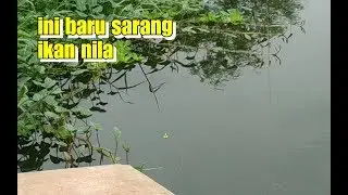 Nyoba mancing di dekat kangkung, ternyata umpan langsung disambar