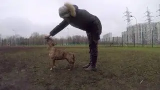 Фрагменты с тренировки с щенком минибуля