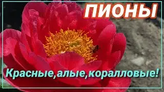 Пионы - от коралловых до красных / Сад Ворошиловой