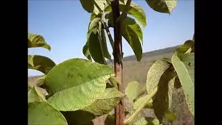 Заброшенный сад, где царят Цыкады. Сентябрь 2019