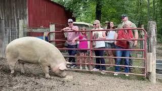 Tour Group Meets Georgie the Giant Pig