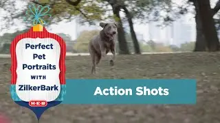 How to Take Perfect Pet Portraits with ZilkerBark: Action Shots using a DSLR Camera