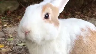Chubby white rabbit like a stuffed animal