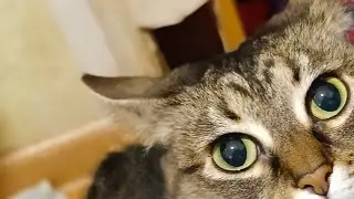 Мусильда Королева лесных Эльфов.