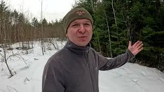 Весенняя ревизия пчелосемей (сезон 2024)