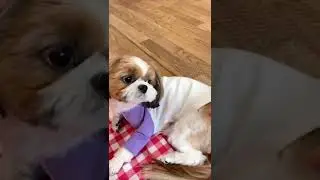 Cute and Funny Shih Tzu Dog 🐶🤪😍