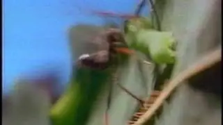 Miami Metrozoo: Big Bug Out