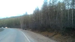 Мишки на дороге