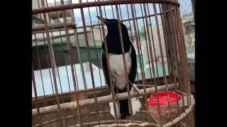 CHÒE THAN HÓT XÒE, KHIỂN / Cám Chòe Tuấn Mi