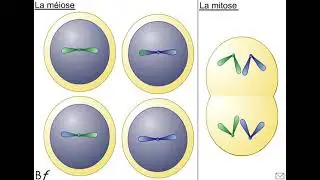 Comparaison mitose et méiose BF