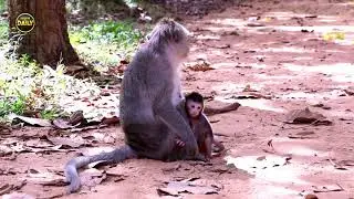 New born baby cute small baby Angkor daily​​​ 1632