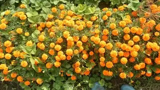 Времена года  Дачные зарисовки