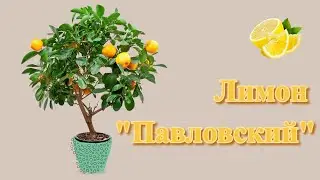 Лимон Павловский 🍋 История / Первое Впечетление / ОБЗОР