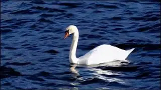 White Swan Aquatick Ambience BIRD