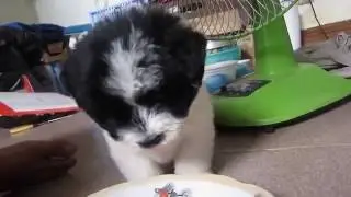 Video Funny Dogs - A Funny Dog Videos Compilation 2016