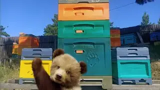 Медвежата на Пасеке Медведь! Нуклеус для Облёта Маток от компании "Медведь"