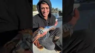 Super rare lobster part 2!