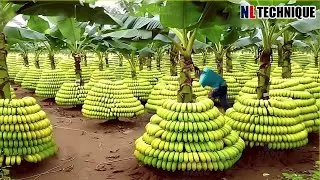 The Most Modern Agriculture Machines That Are At Another Level , How To Bananas In Farm