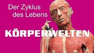 KÖRPERWELTEN & Der Zyklus des Lebens