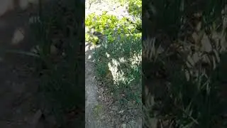 Bahçemizin sert misafiri