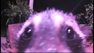 Baby Raccoon Tries to Steal Security Camera