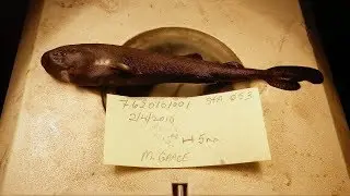 Pocket shark species squirts glowing clouds from pockets