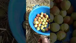 Тридцать девять груш в синий таз 6-ого Сентября