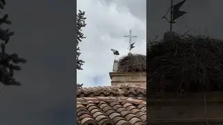 Soria. cigüeña. España. 