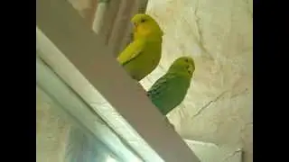 Head banging budgie